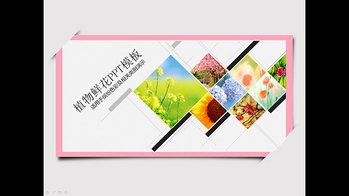 一组精美的鲜花植物背景幻灯片模板,PPT模板,素材免费下载插图
